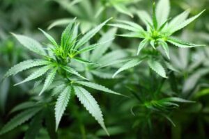 Estudo liga cannabis a desenvolvimento lento em jovens