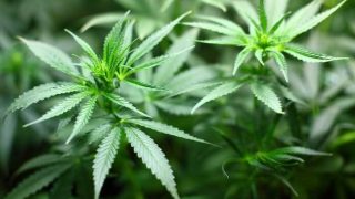 Estudo liga cannabis a desenvolvimento lento em jovens